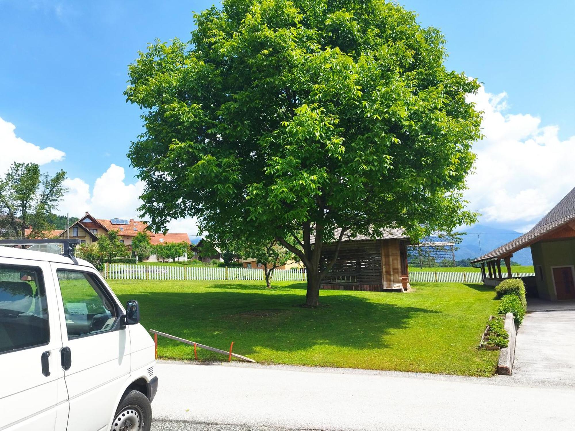 Tree Leilighet Bled Eksteriør bilde